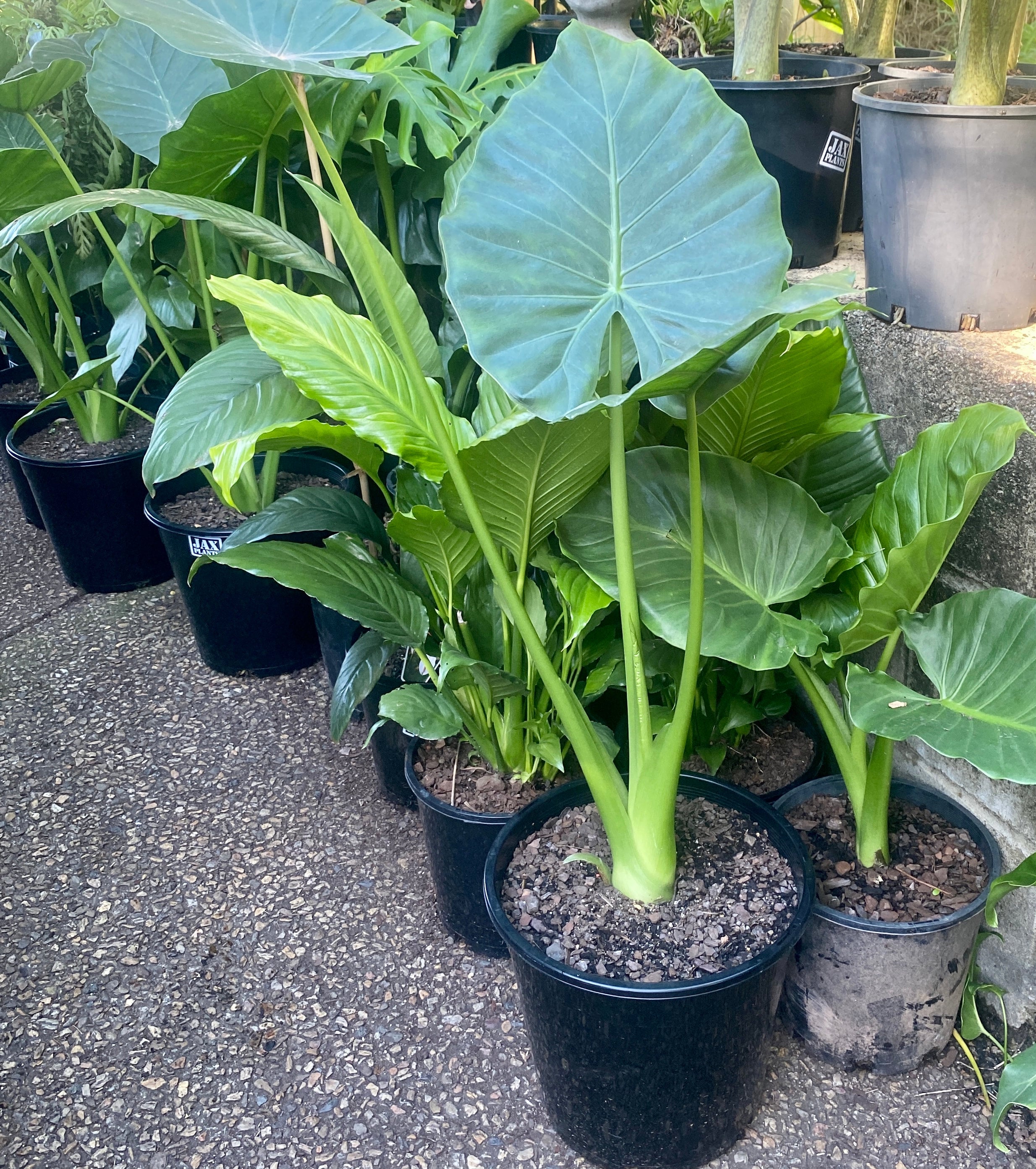 target plant pots indoor Triple BUBBLES Planter