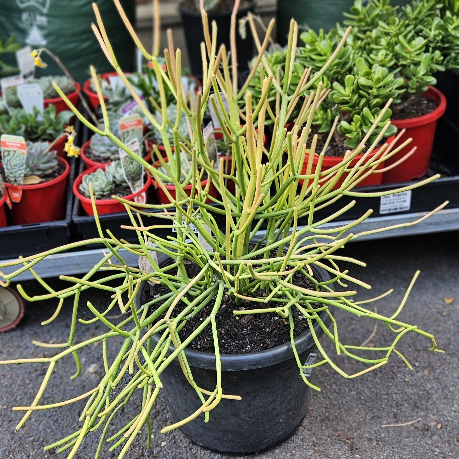 Euphorbia tirucalli 'firestick plant' | Jax Plants