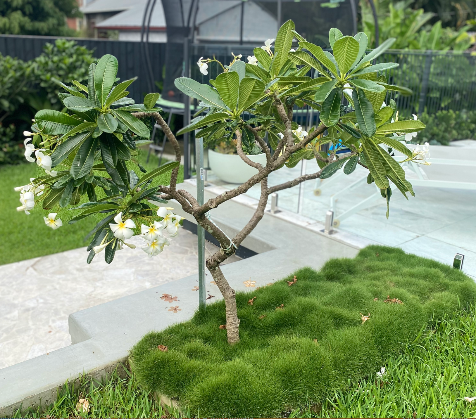 Plumeria obtusa 'Singapore' Evergreen Frangipani (white) | Jax Plants